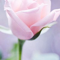 漂亮的花微信头像图片大全
