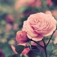 漂亮的花微信头像图片大全