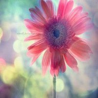 漂亮的花微信头像图片大全