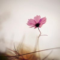 漂亮的花微信头像图片大全