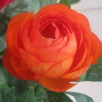 牡丹花微信头像