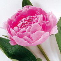 牡丹花微信头像