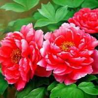 牡丹花微信头像