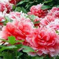 牡丹花微信头像