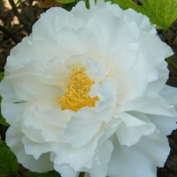 牡丹花微信头像