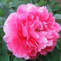 牡丹花微信头像