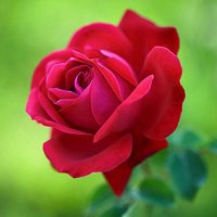 玫瑰花当微信头像图片