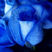 玫瑰花当微信头像图片