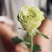 玫瑰花当微信头像图片