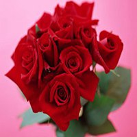 玫瑰花微信头像图片
