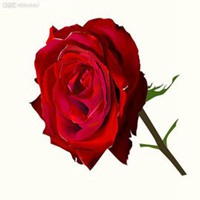 玫瑰花微信头像图片