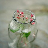 瓶中花简约生活微信图片