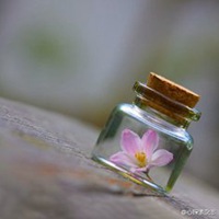 瓶中花简约生活微信图片