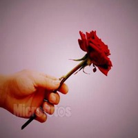 男生手捧着花头像高清