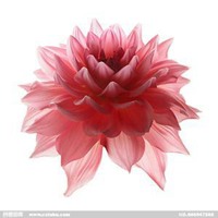 红色微信头像图片大全