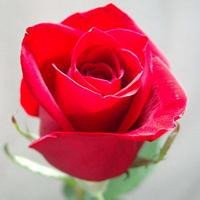 红色玫瑰花微信头像