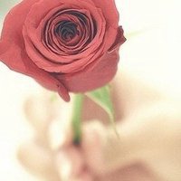 红色玫瑰花微信头像