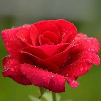 红色玫瑰花微信头像