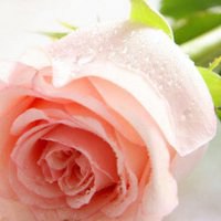 红色玫瑰花微信头像