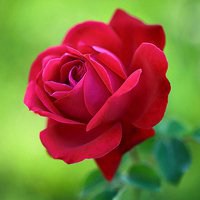 红色玫瑰花微信头像