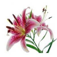 红色好看的百合花微信头像