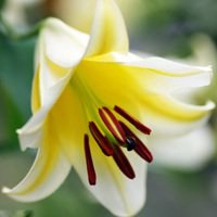 红色好看的百合花微信头像