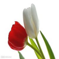 红色好看的百合花微信头像