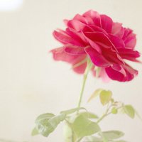 红色花朵微信头像下载榜