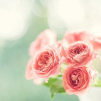 红色花朵微信头像下载榜