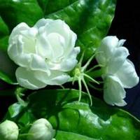 花图片头像微信