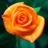 花微信头像图片大全