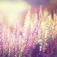 花的微信头像图片高清