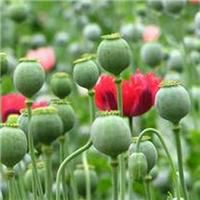 花的微信头像图片高清