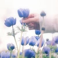 花的微信头像图片高清