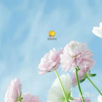 花的微信头像图片高清