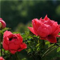 花草微信头像