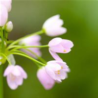 花草微信头像