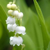 花草微信头像