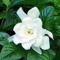茉莉花微信头像