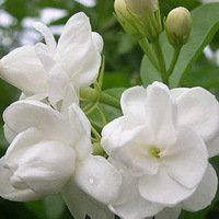 茉莉花微信头像