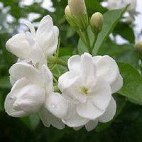 茉莉花微信头像