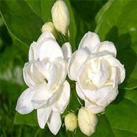 茉莉花微信头像