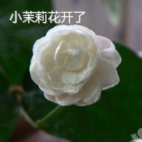 茉莉花微信头像