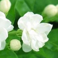 茉莉花微信头像