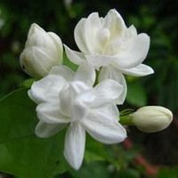 茉莉花微信头像