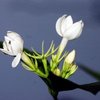 茉莉花微信头像