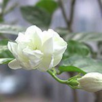 茉莉花微信头像