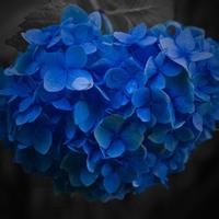 蓝色妖艳唯美花朵微信头像