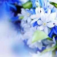 蓝色妖艳唯美花朵微信头像