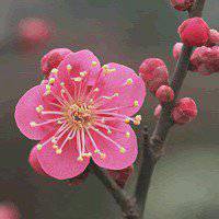 微信头像梅花图片下载